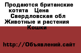 Продаются британские котята › Цена ­ 2 000 - Свердловская обл. Животные и растения » Кошки   